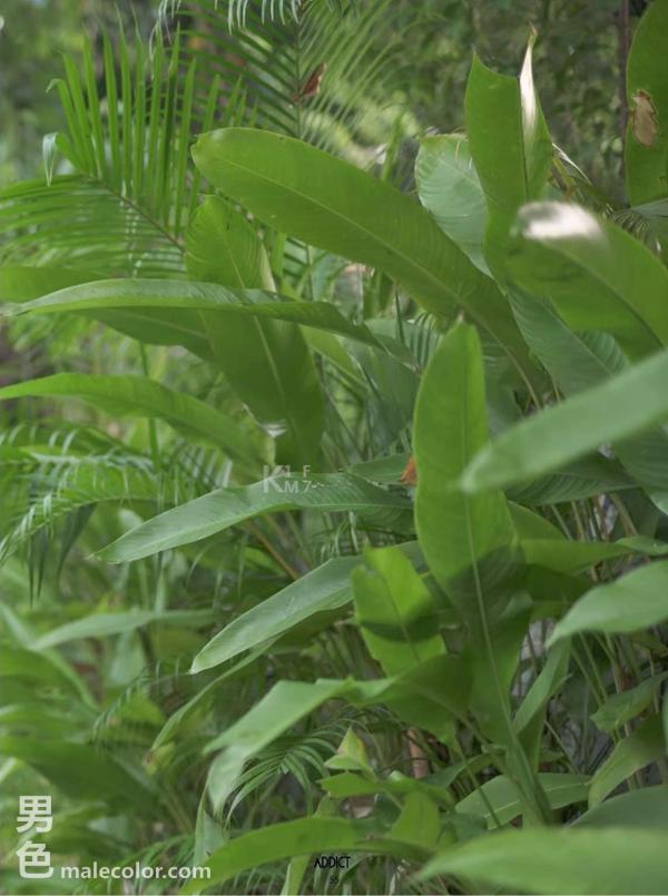 Addict--The-Premium-Issue